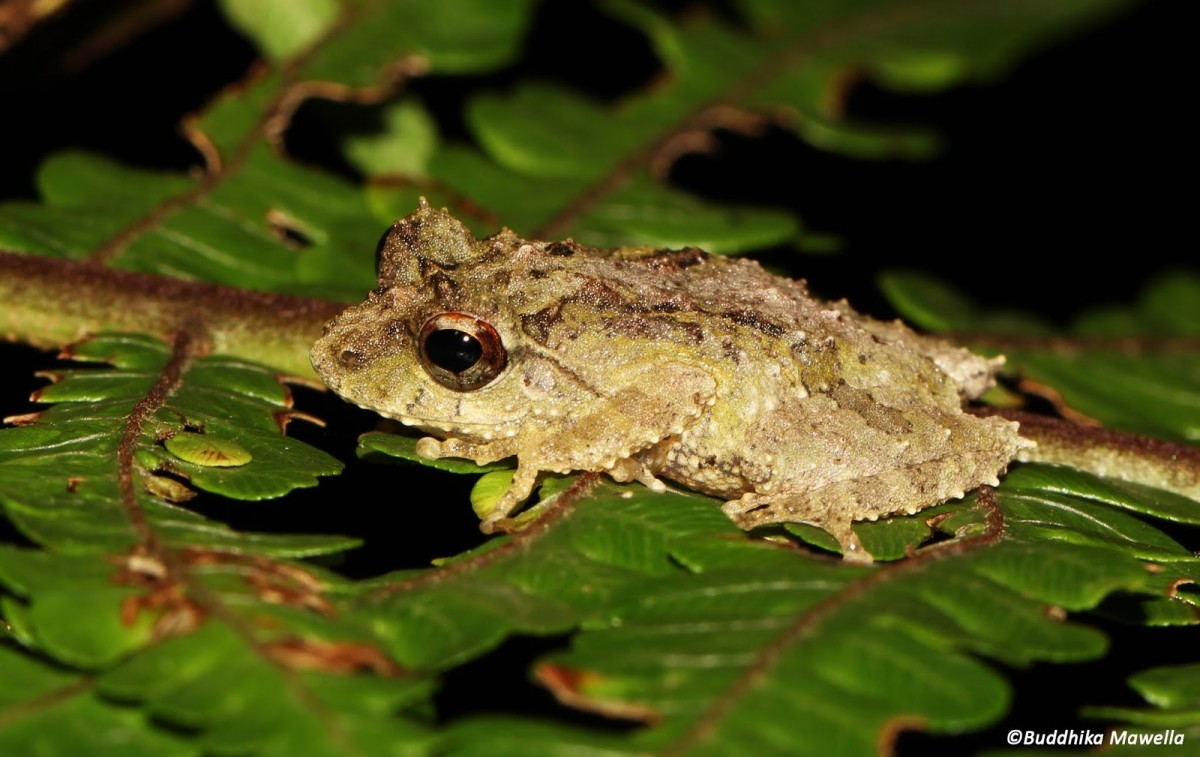 Pseudophilautus hankeni Meegaskumbura, M. & Manamendra-Arachchi, K., 2011